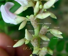Tubercles bearing floral buds